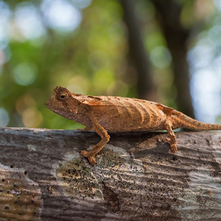 Anja - Leaf chameleon